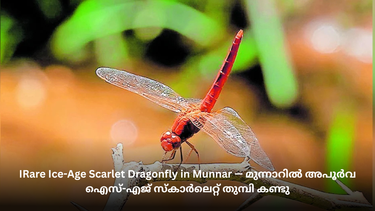 മുന്നാറിൽ അപൂർവ ഐസ്-എജ് സ്കാർലെറ്റ് തുമ്പി കണ്ടു